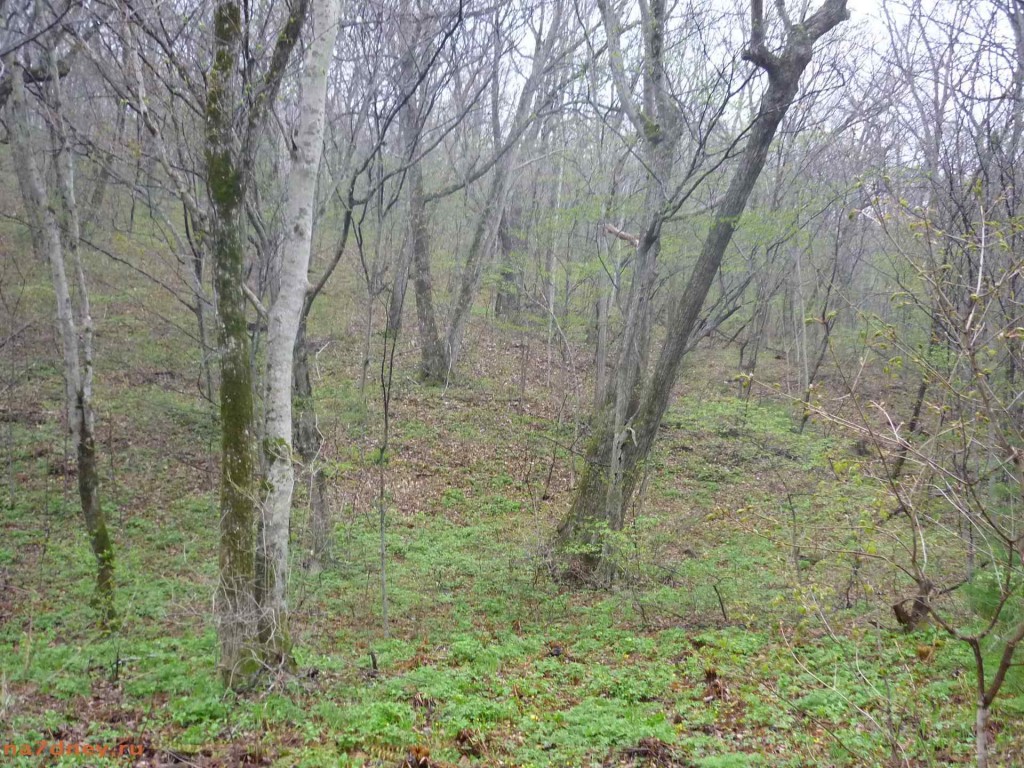 лес Приморский край