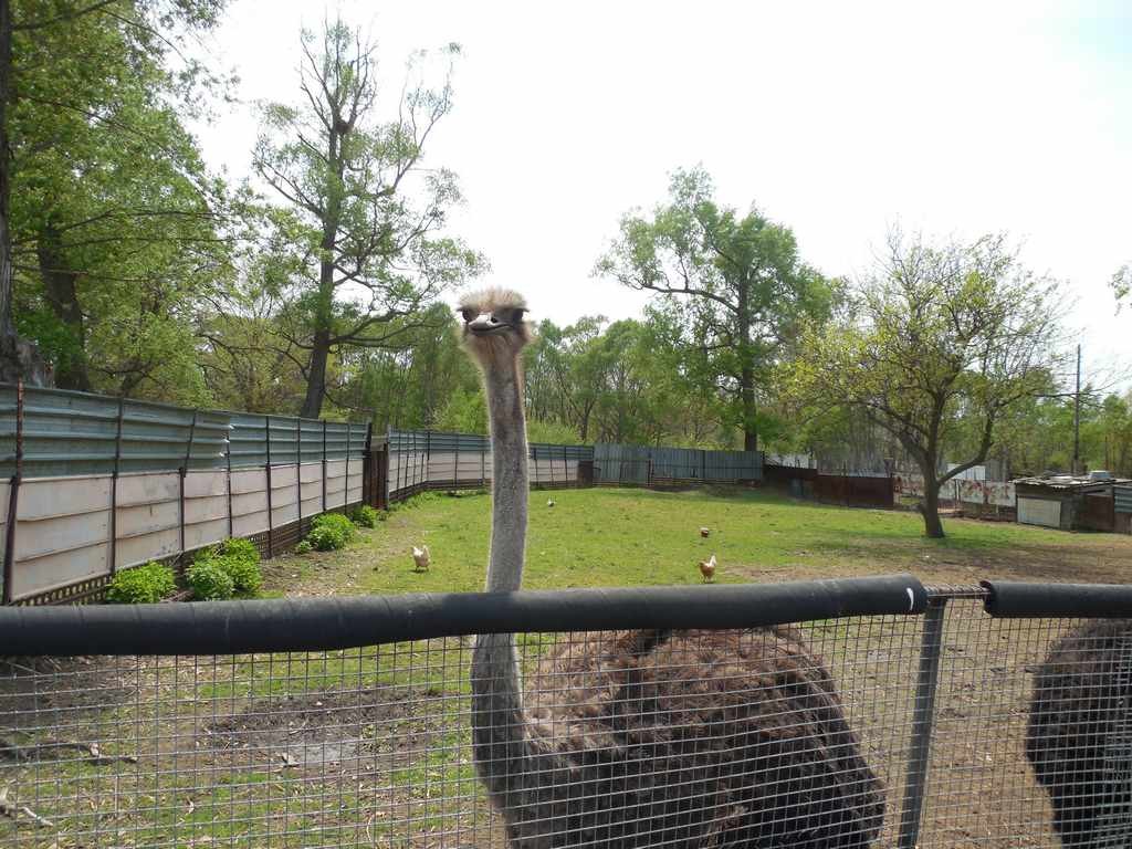 страусиная ферма в фокино