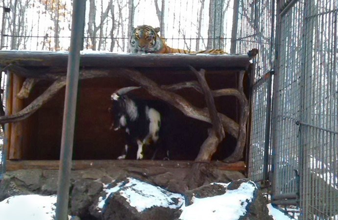 Козел и тигр в Шкотовском парке