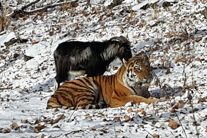 Козел и тигр