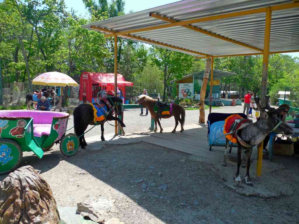 катание на ослике и лошади в зоопарке на садгороде во владивостоке