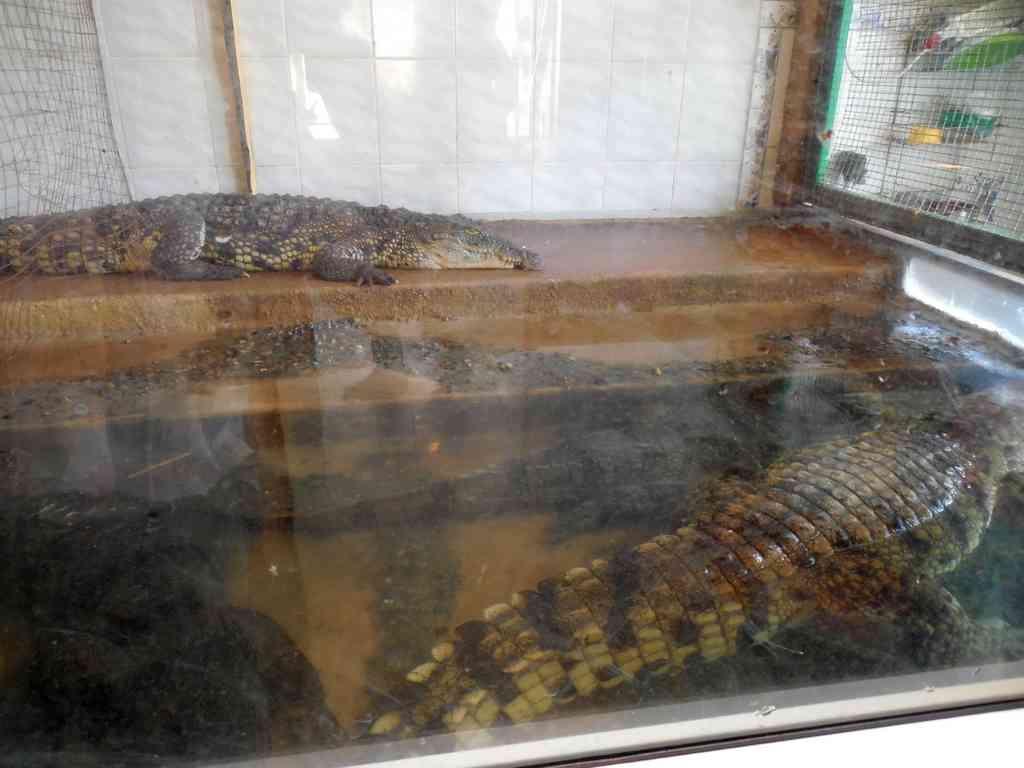 крокодилы в зоопарке на садгороде во Владивостоке