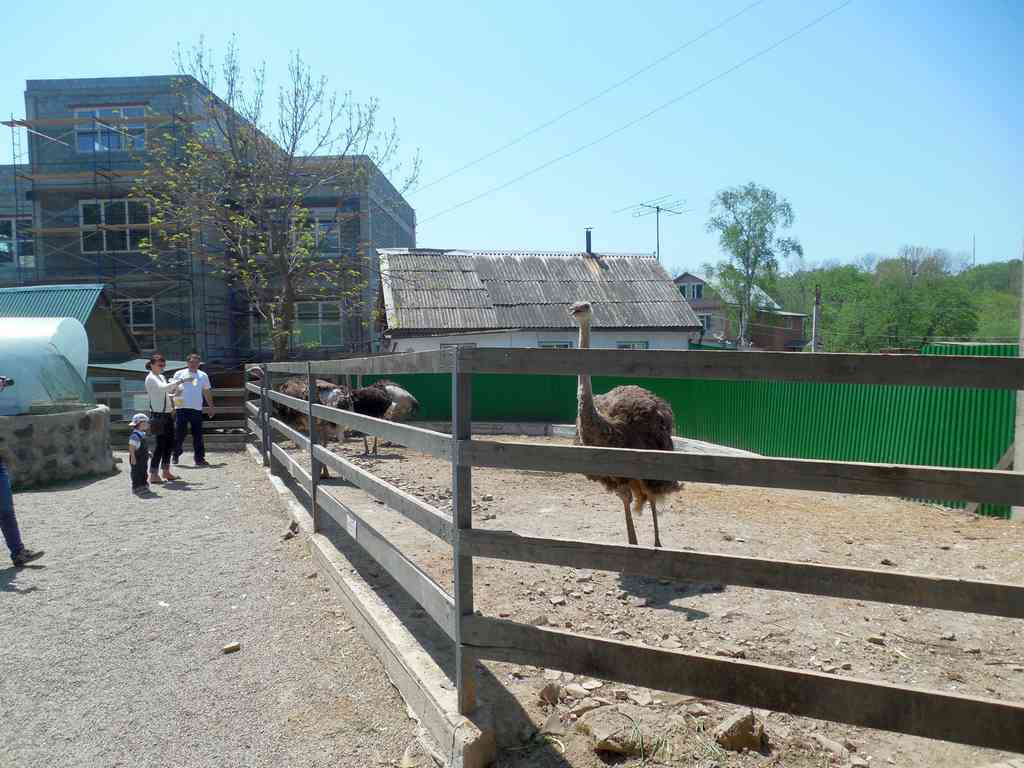 страусы в зоопарке во Владивостоке