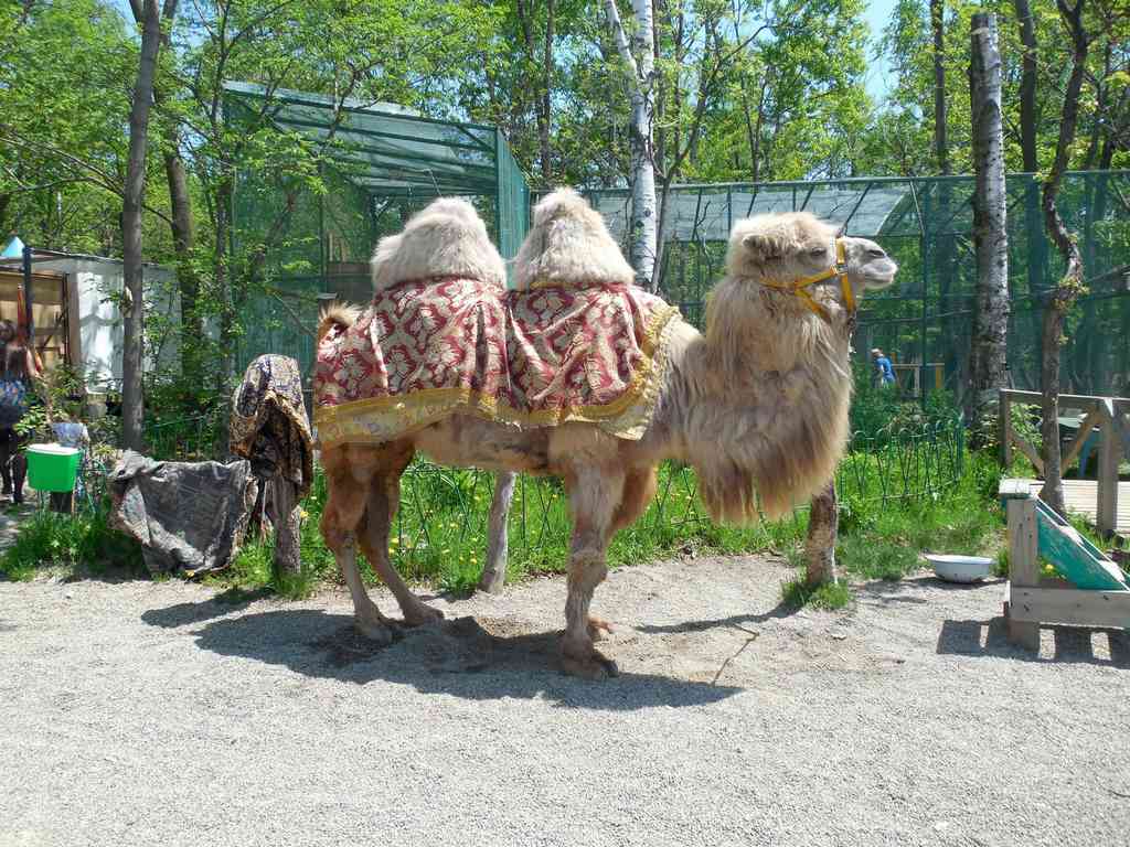 верблюд в зоопарке владивостока