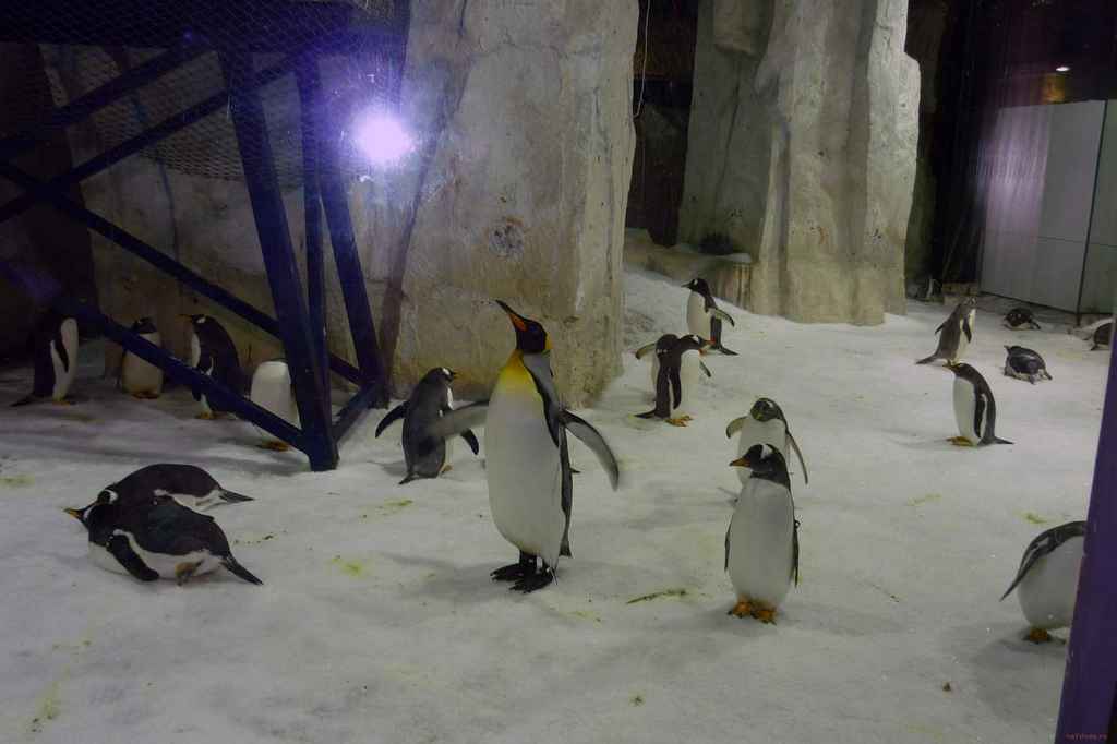 пингвины в океанариуме Даляня
