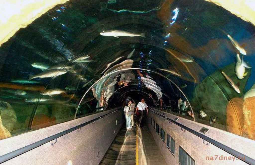 тоннель через аквариум в Даляне