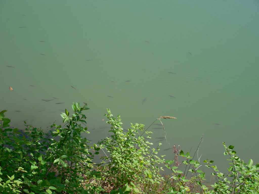 рыбки в озере на Седанке
