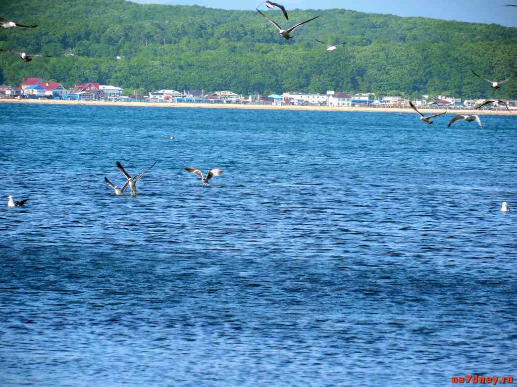 Чайки ловят рыбу в поселке Авангард на фоне пляжа Волчанец
